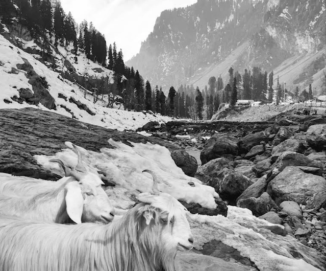 Kaschmirziegen vor den Bergen des Himalaya